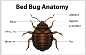 pest control - bed bugs